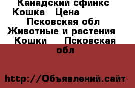 Канадский сфинкс. Кошка › Цена ­ 20 000 - Псковская обл. Животные и растения » Кошки   . Псковская обл.